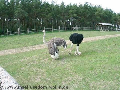Straßenpark Usedom Neppermin